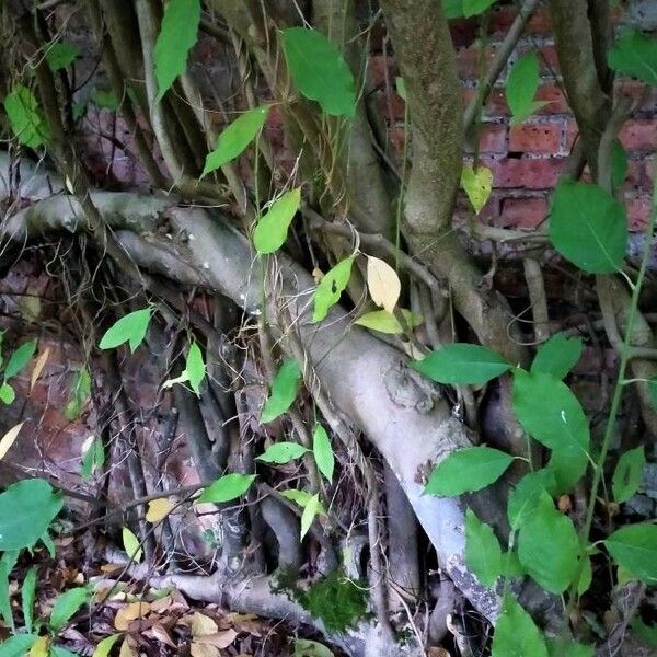 Neoshirakia japonica