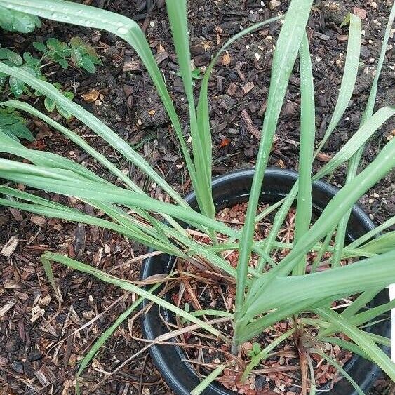 Cymbopogon citratus ഇല