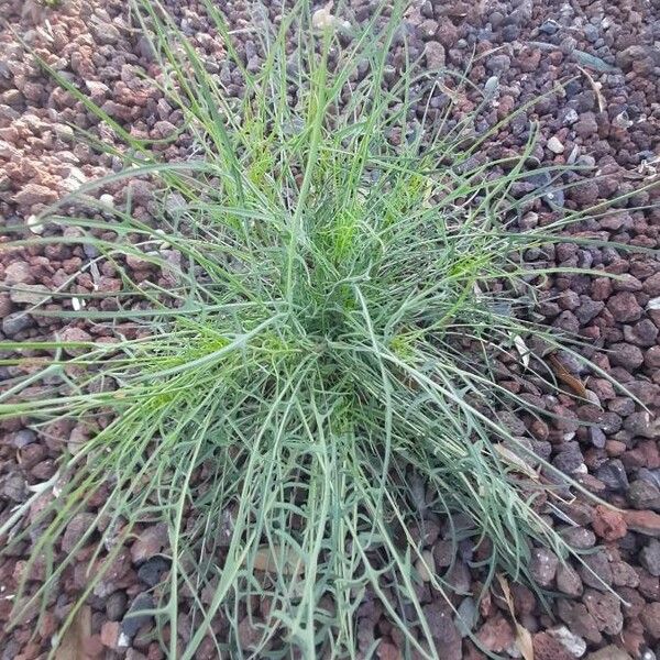 Thelesperma megapotamicum Hoja