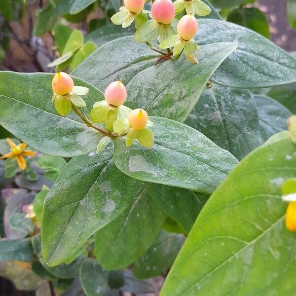 Hypericum × inodorum Habit