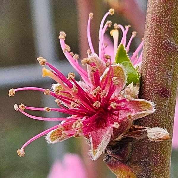 Prunus persica Flower