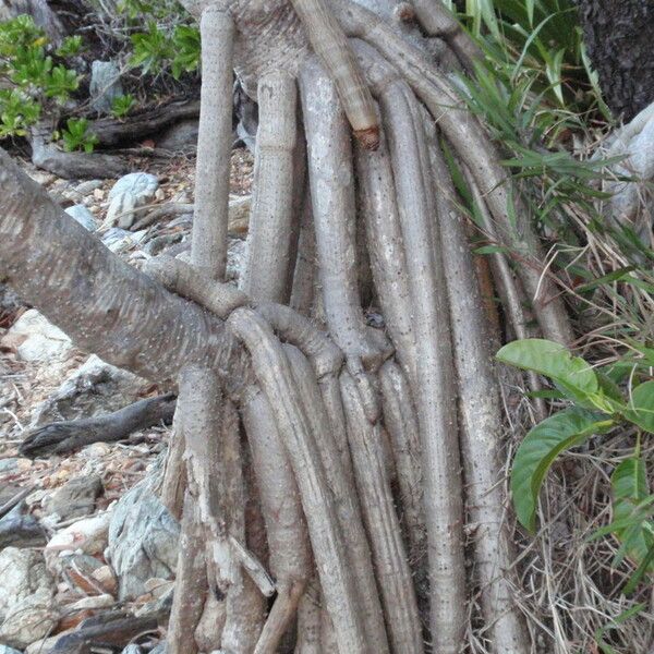 Pandanus tectorius Kora