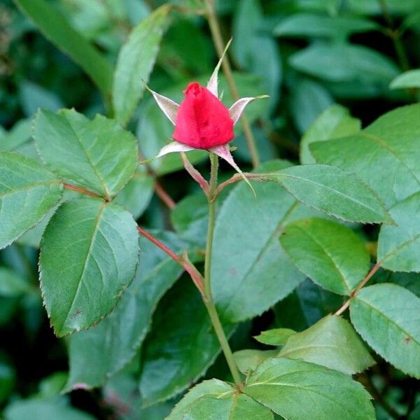 Rosa moyesii Blad