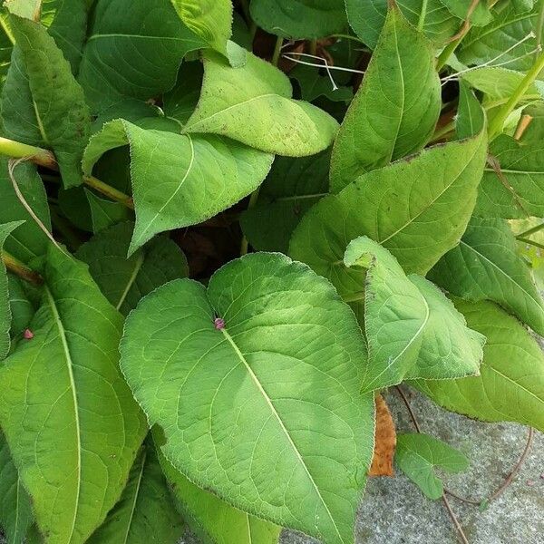 Persicaria orientalis Leaf
