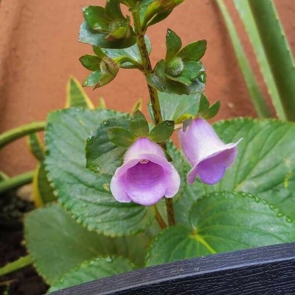 Gloxinia perennis Blad