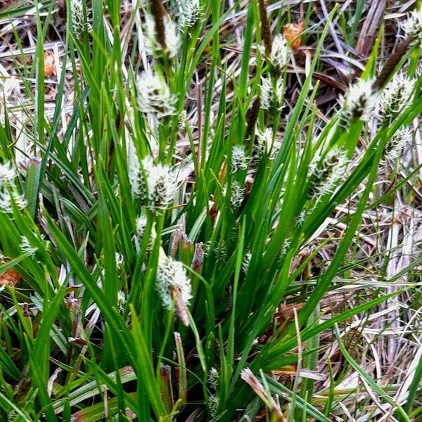 Carex hirta Habit