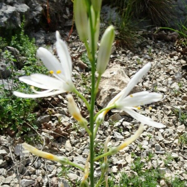 Anthericum liliago Кветка