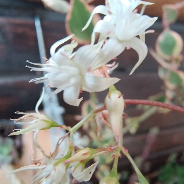 Crassula sarmentosa Flors