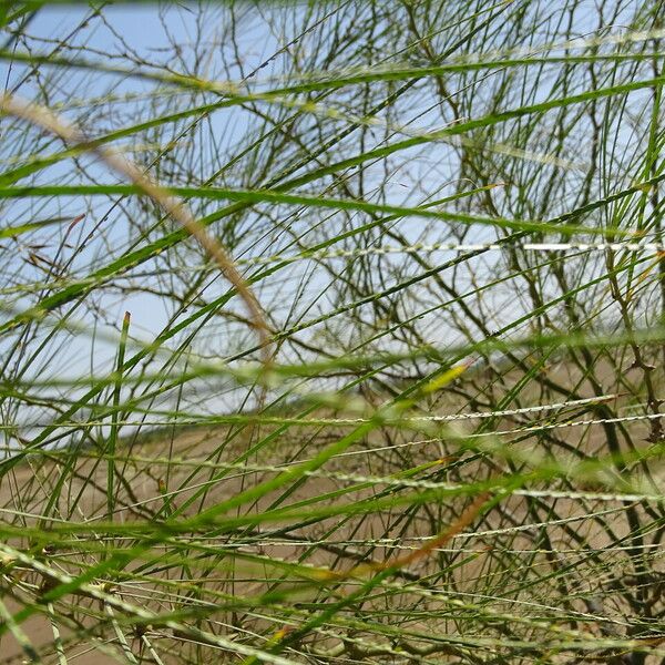 Parkinsonia aculeata Feuille