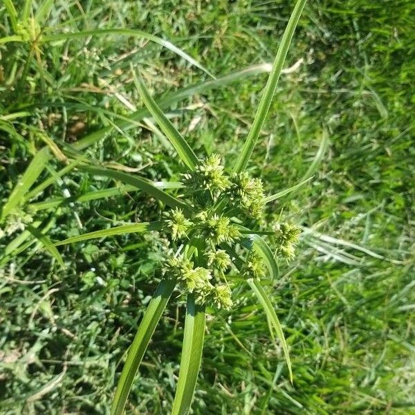 Cyperus difformis Květ