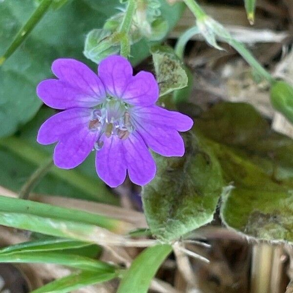 Geranium pyrenaicum Blüte