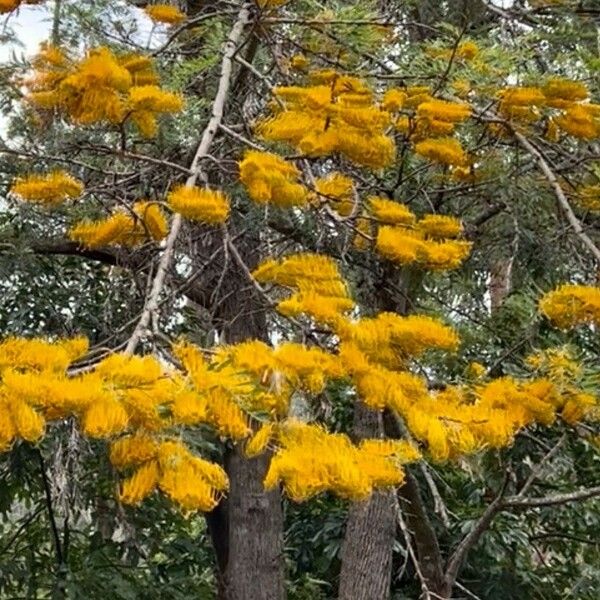 Grevillea robusta फूल