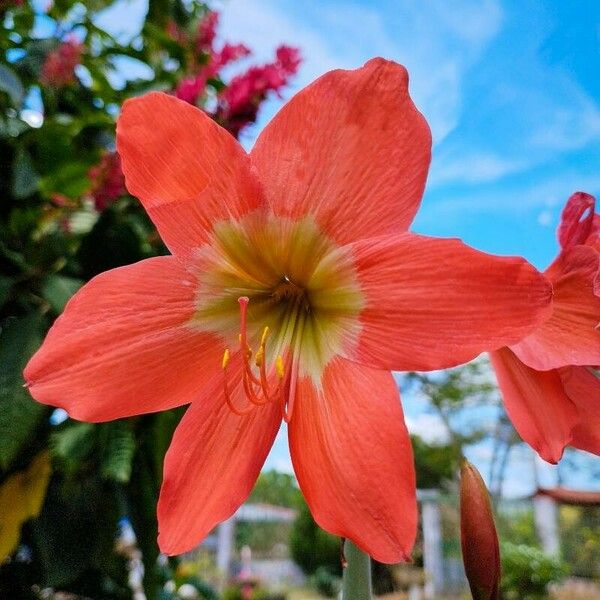 Hippeastrum puniceum Flower