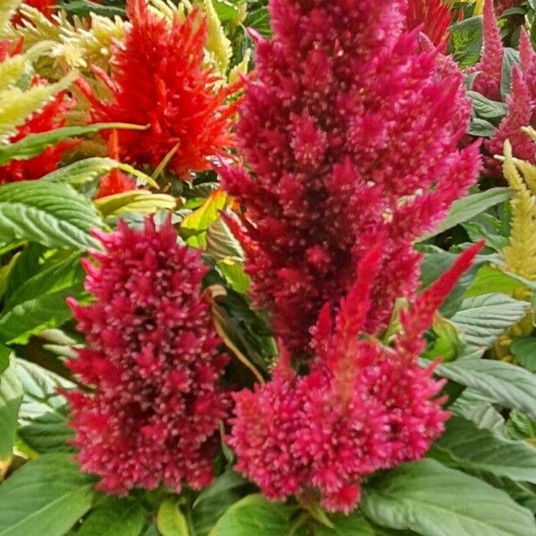 Amaranthus cruentus Blüte