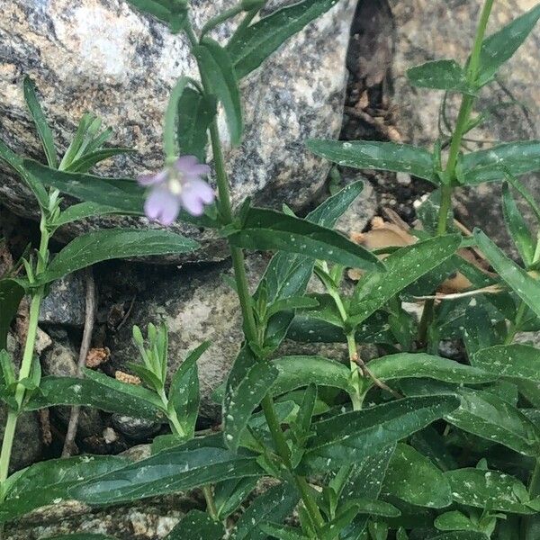 Epilobium palustre Blatt