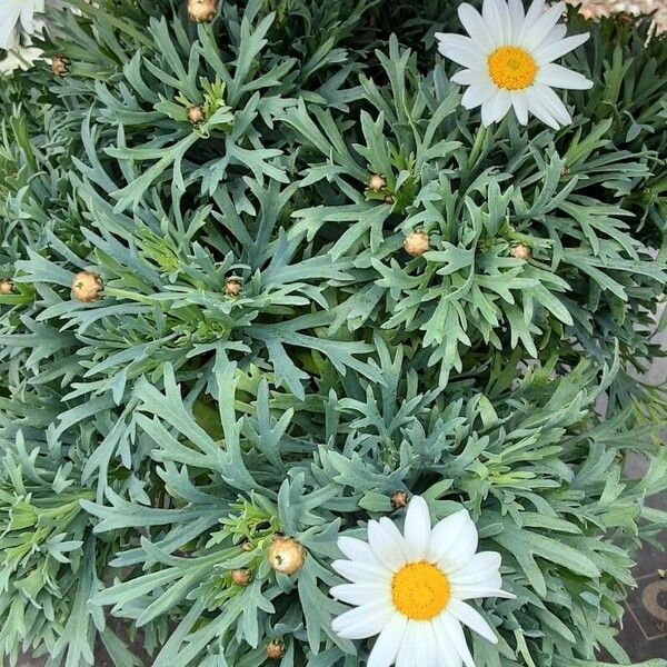 Argyranthemum frutescens Blomst