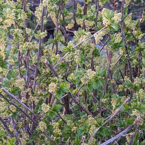 Ribes alpinum Habitatea