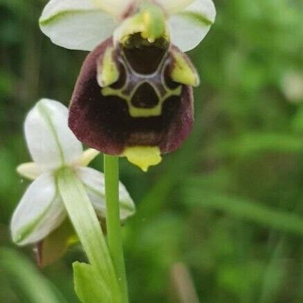 Ophrys holosericea Virág