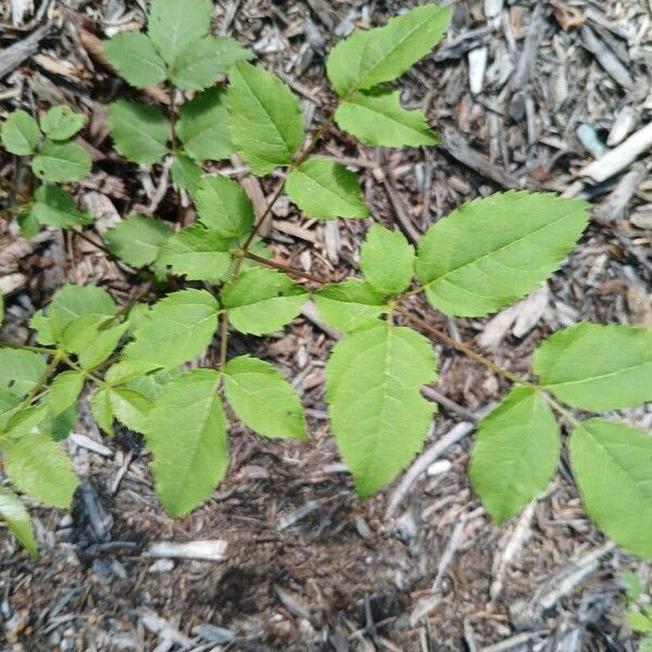 Aralia spinosa Blad