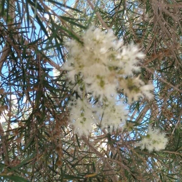 Melaleuca linariifolia Květ