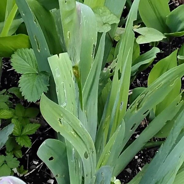 Iris × germanica Leaf