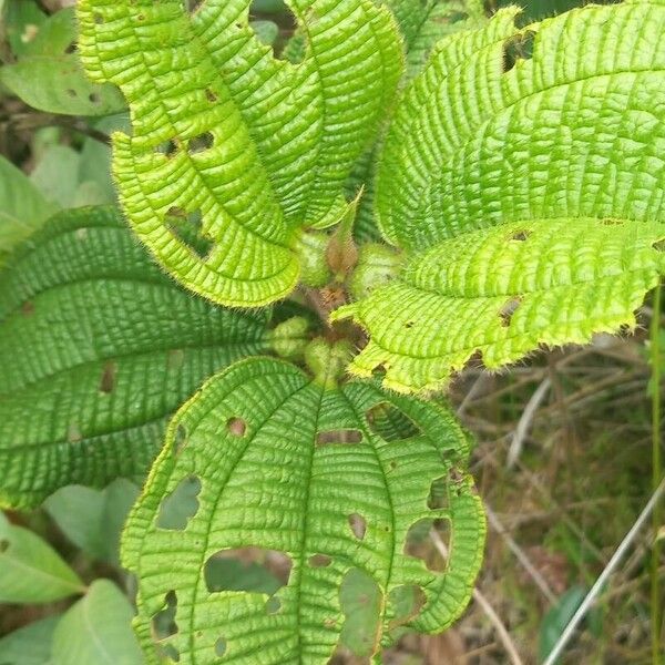 Miconia tococa Leaf