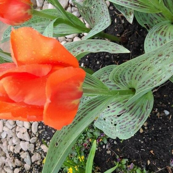 Tulipa greigii Flower