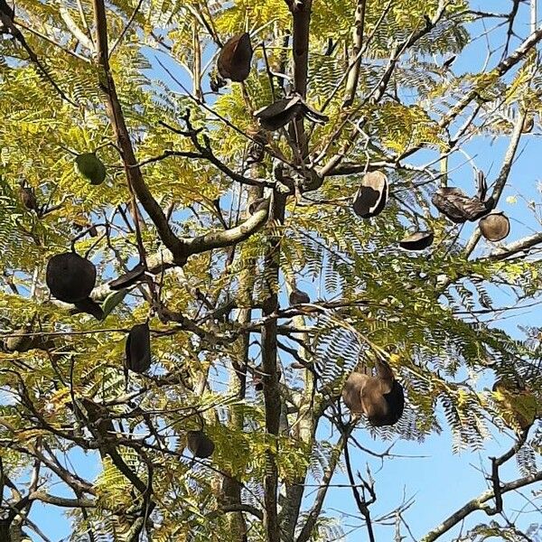 Jacaranda mimosifolia फल