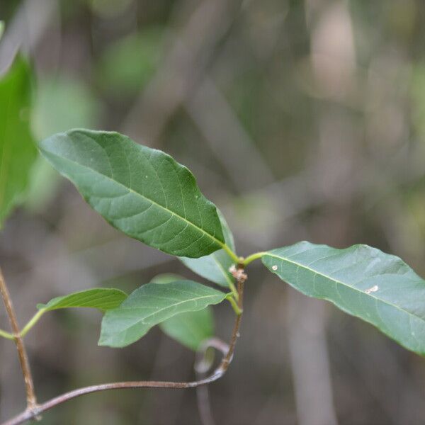 Trigonia rugosa Leaf