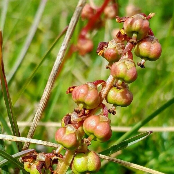 Pyrola minor Frutto