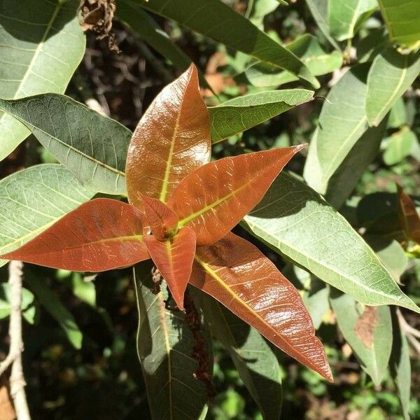 Ficus ingens Leaf