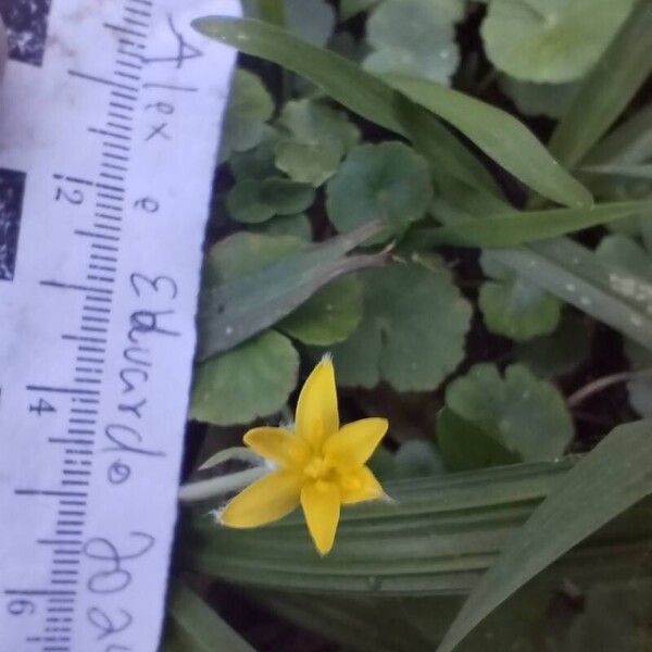 Hypoxis decumbens Kvet