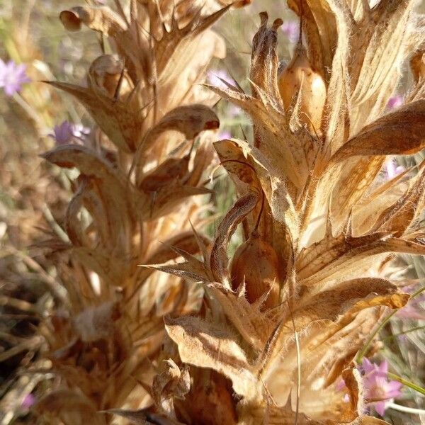 Orobanche rapum-genistae ഇല