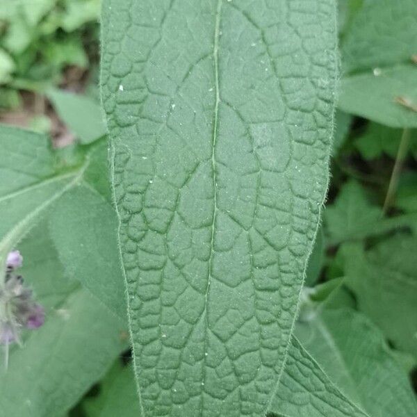 Symphytum officinale Leaf