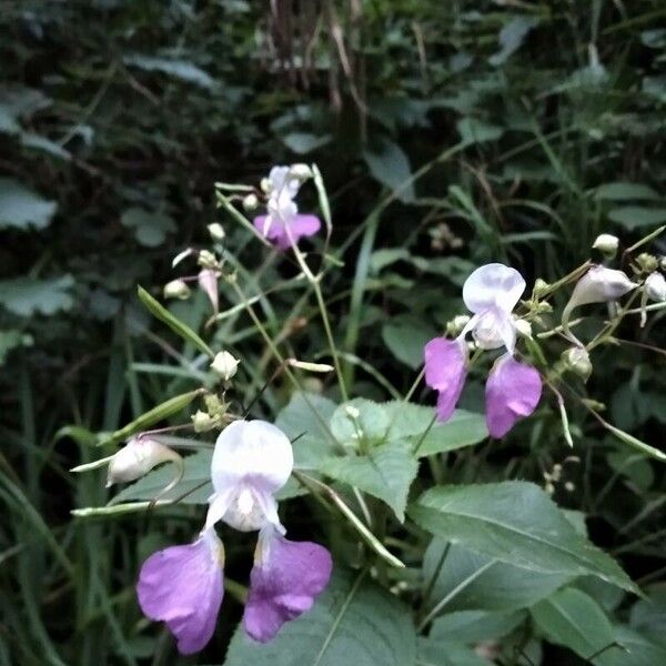 Impatiens balfourii Квітка