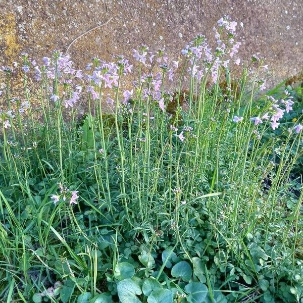 Cardamine pratensis Хабит