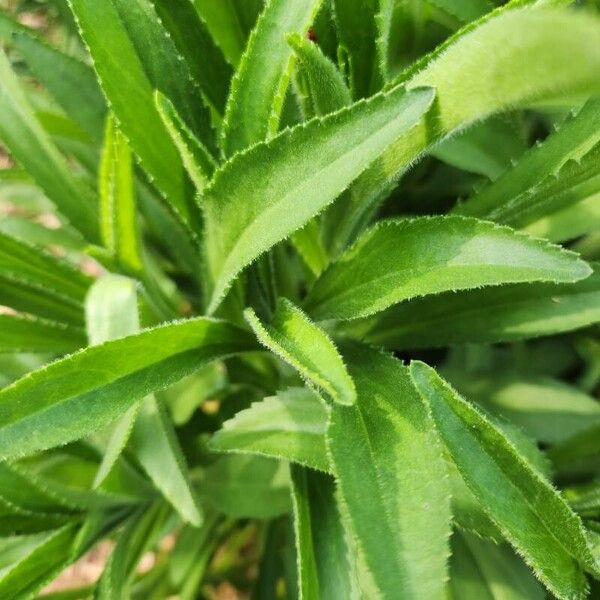 Veronica spicata 葉