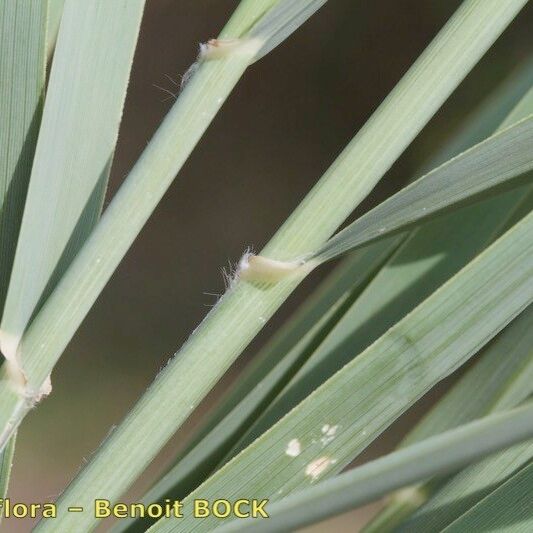 Arundo plinii Máis