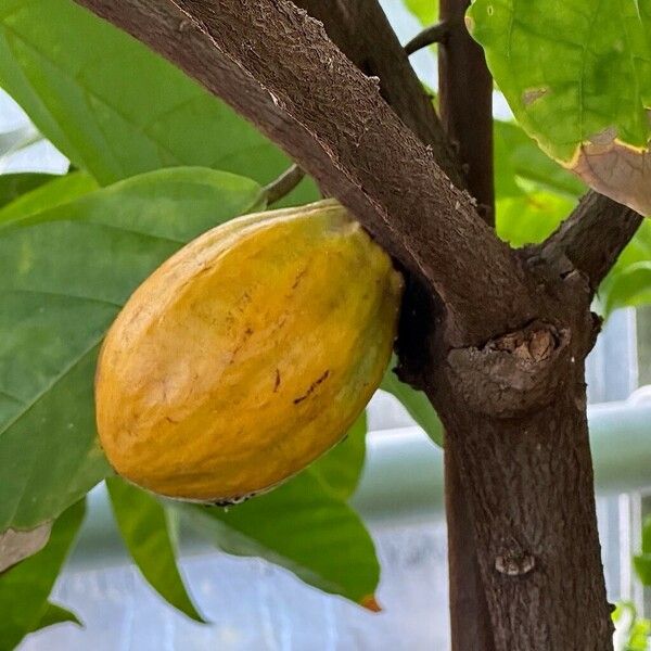 Theobroma cacao Fruit