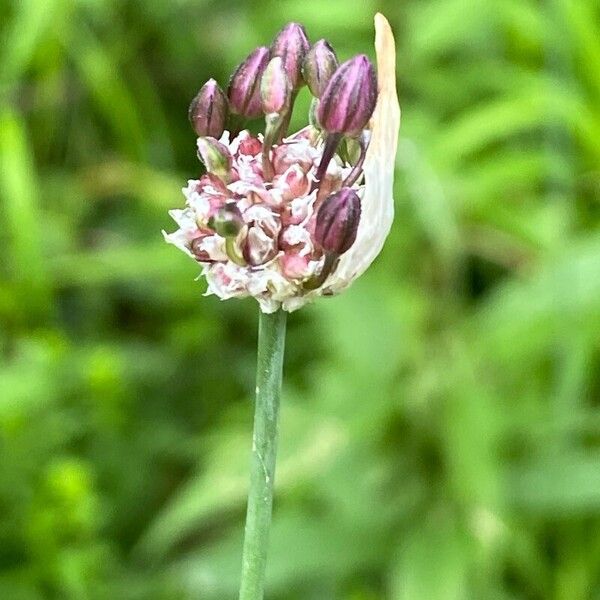 Allium scorodoprasum Flower