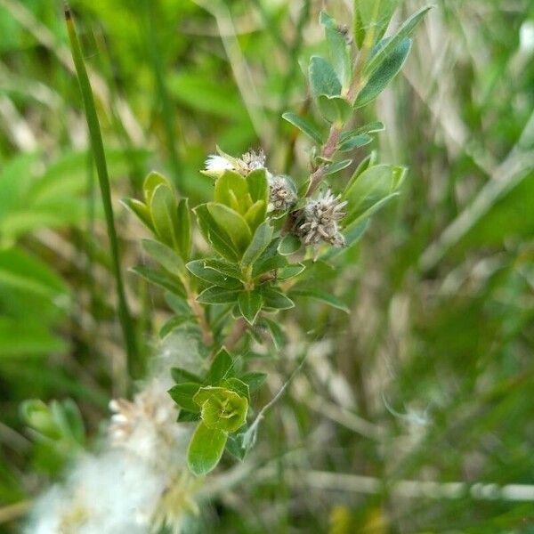 Salix repens Folha