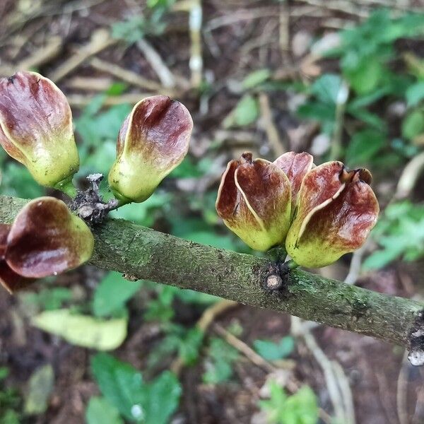 Diospyros canaliculata Hedelmä