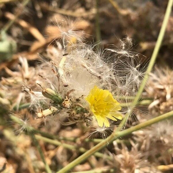 Launaea nudicaulis Flower