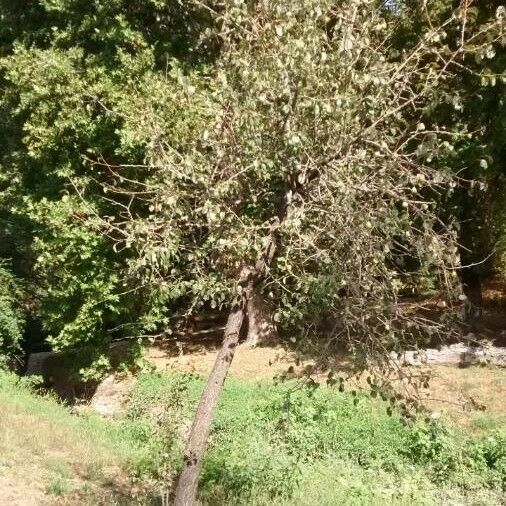 Pyrus spinosa Habit