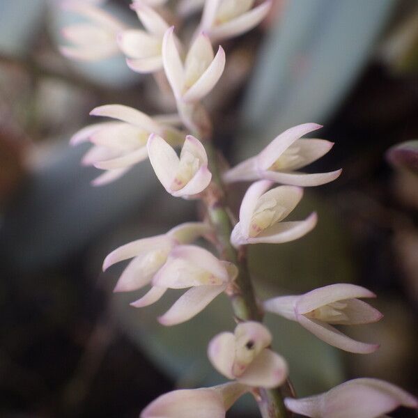 Bulbophyllum oxychilum Blomma