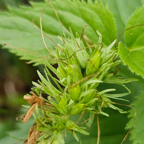 Paederota lutea ഫലം