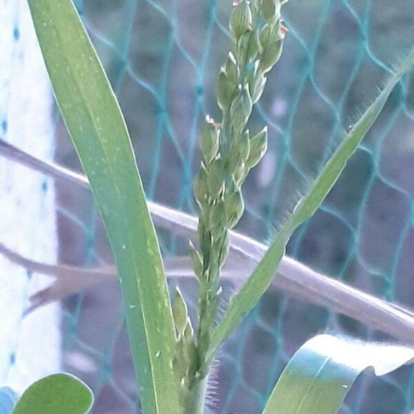 Panicum miliaceum Habitus