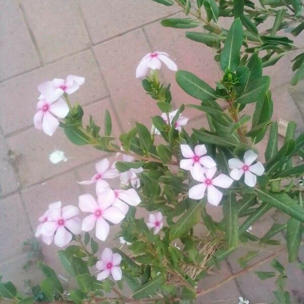 Catharanthus roseus Kvet