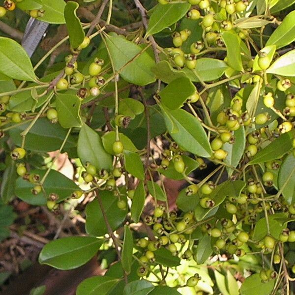 Myrcianthes fragrans Habitus