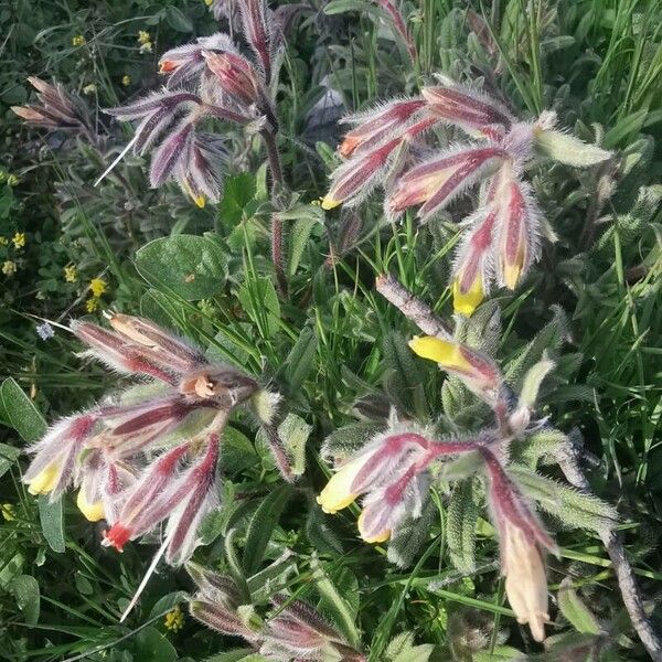 Onosma frutescens Flower